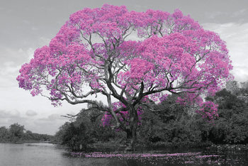 Juliste Tree - Pink Blossom