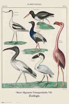 Juliste Vintage Birds