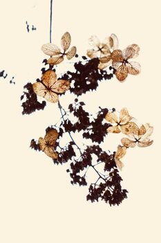 Juliste Withered flowers can be used as bookmarks