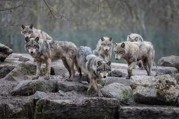 XXL Juliste Wolf - Grey Wolves
