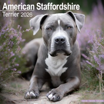 Kalendar 2026 Amer. Staff Terrier