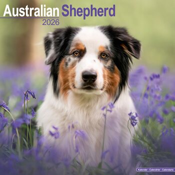 Kalendar 2026 Australian Shepherd