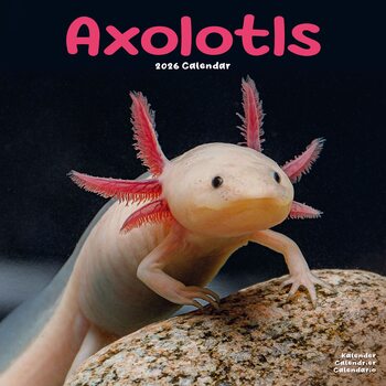 Kalendar 2026 Axolotls