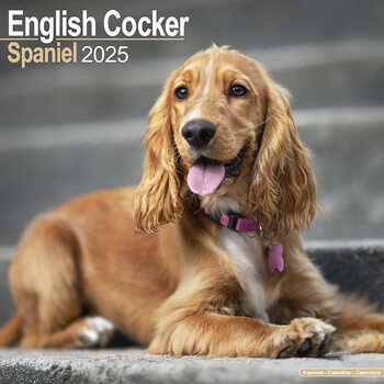Kalendar 2027 English Cocker Spaniel