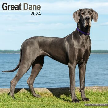 Kalendar 2027 Great Dane