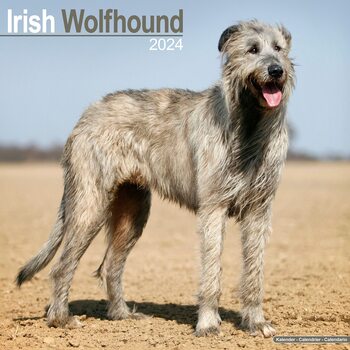 Kalendar 2027 Irish Wolfhound
