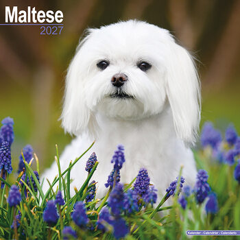 Kalendar 2027 Maltezer