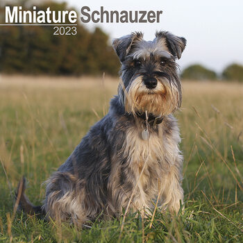 Kalendar 2027 Mini Schnauzerl
