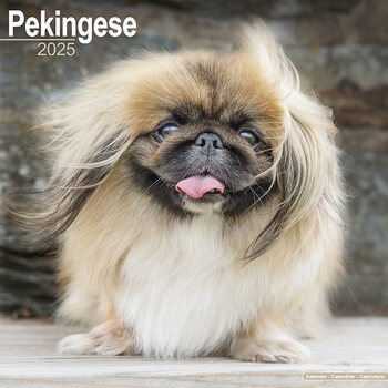 Kalendar 2027 Pekingese