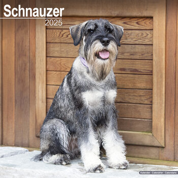 Kalendar 2027 Schnauzer