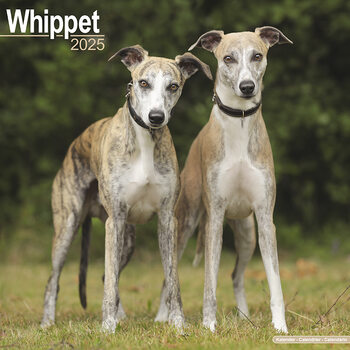 Kalendar 2027 Whippet