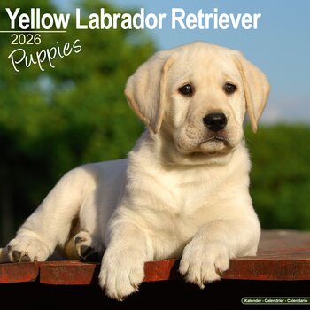 Kalendar 2026 Yellow Lab Retriever
