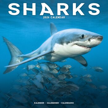 Kalender 2026 Sharks