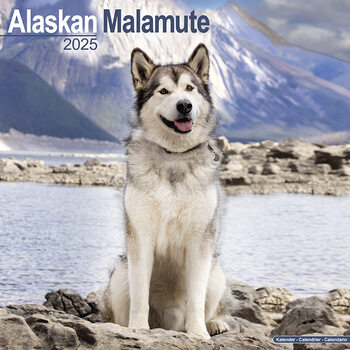 Kalenteri 2027 Alaskan Malamute