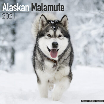 Kalenteri 2027 Alaskan Malamute