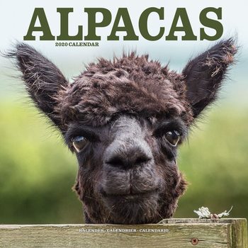 Kalenteri 2027 Alpacas