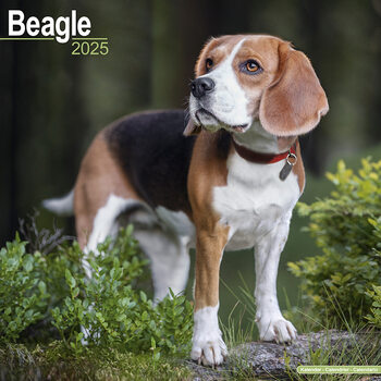 Kalenteri 2027 Beagle