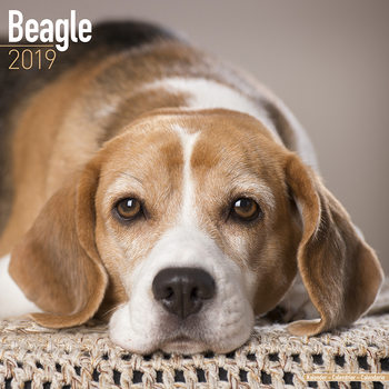 Kalenteri 2027 Beagle