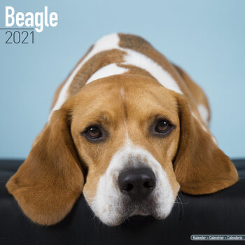 Kalenteri 2027 Beagle