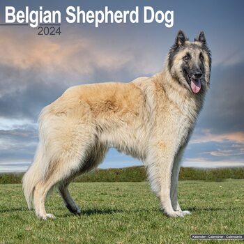 Kalenteri 2027 Belgian Shepherd Dog