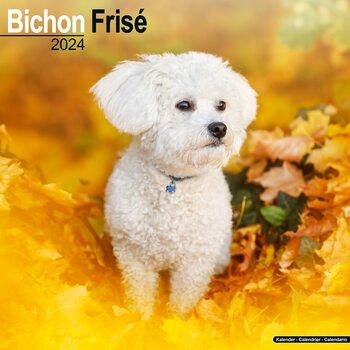 Kalenteri 2027 Bichon Frise