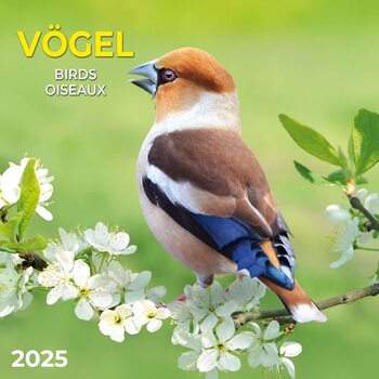 Kalenteri 2027 Birds