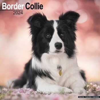 Kalenteri 2027 Border Collie