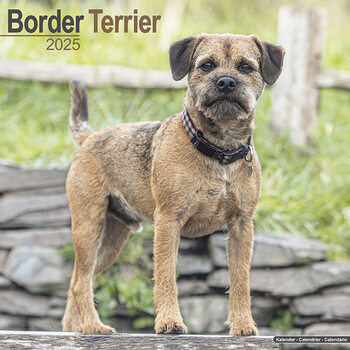 Kalenteri 2027 Border Terrier