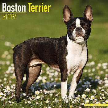 Kalenteri 2027 Boston Terrier