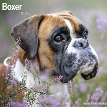 Kalenteri 2027 Boxer