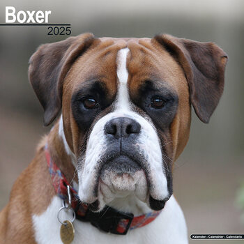 Kalenteri 2027 Boxer