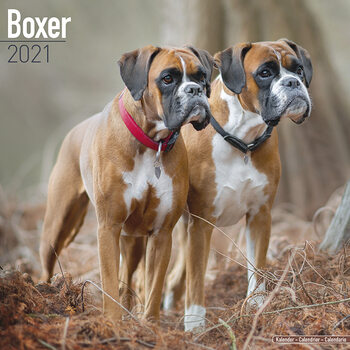 Kalenteri 2027 Boxer