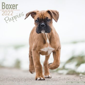 Kalenteri 2027 Boxer Pups