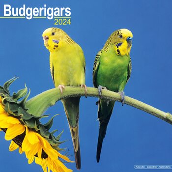 Kalenteri 2027 Budgerigar