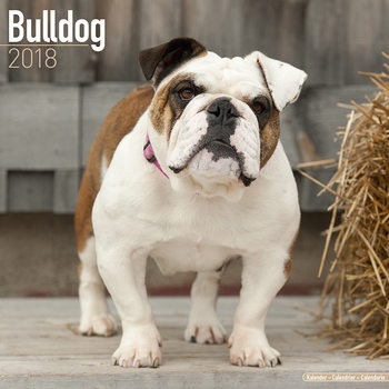 Kalenteri 2027 Bulldog