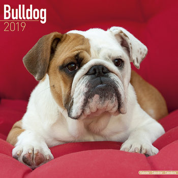 Kalenteri 2027 Bulldog