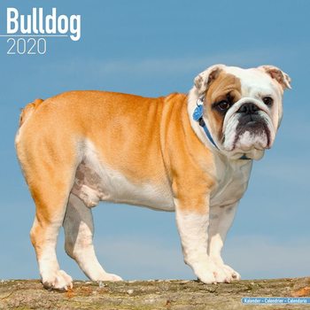 Kalenteri 2027 Bulldog