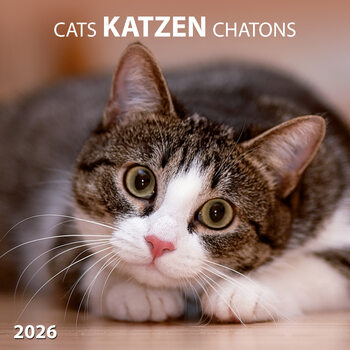 Kalenteri 2027 Cats