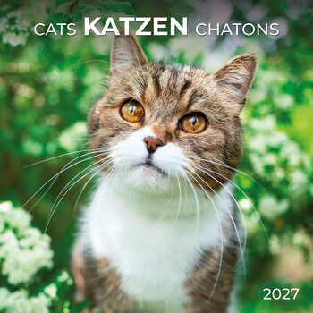 Kalenteri 2027 Cats