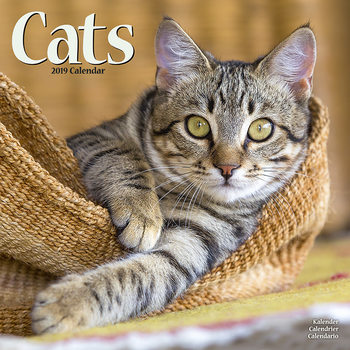 Kalenteri 2027 Cats