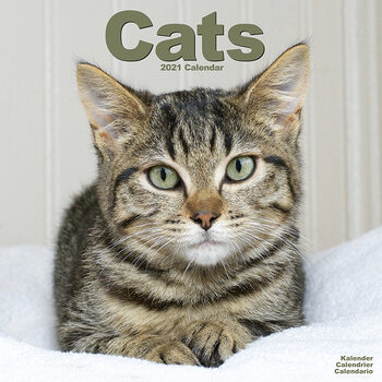 Kalenteri 2027 Cats
