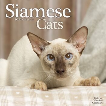 Kalenteri 2022 Cats - Siamese