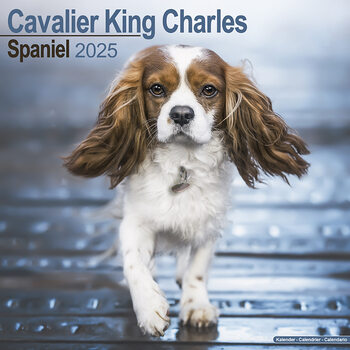 Kalenteri 2027 Cavalier King Charles