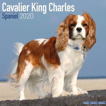 Kalenteri 2020  Cavalier King Charles