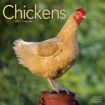 Kalenteri 2027 Chickens