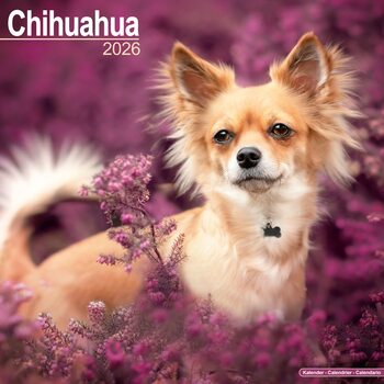 Kalenteri 2026 Chihuahua