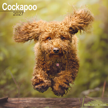 Kalenteri 2027 Cockapoo