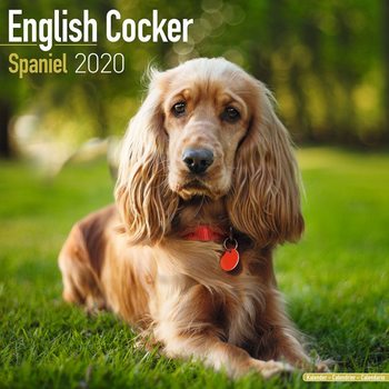 Kalenteri 2027 Cocker Spaniel
