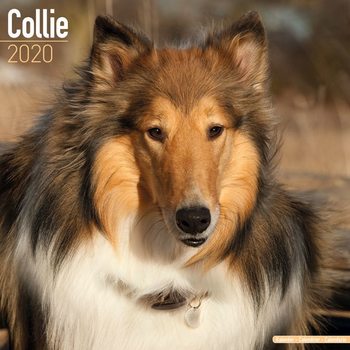 Kalenteri 2027 Collie