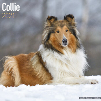 Kalenteri 2027 Collie
